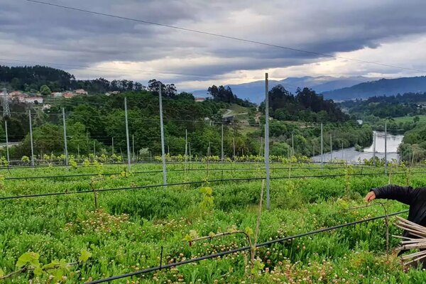 vinhos_caroca