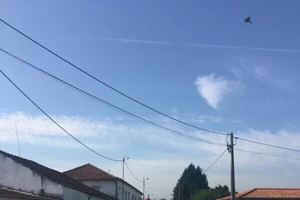 aru_alvaraes2022_2