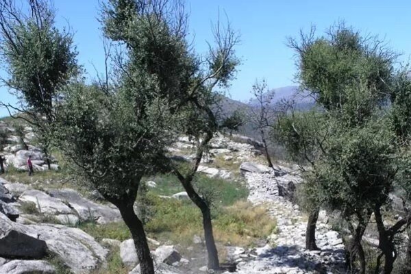 castro_de_ssilvestre_1