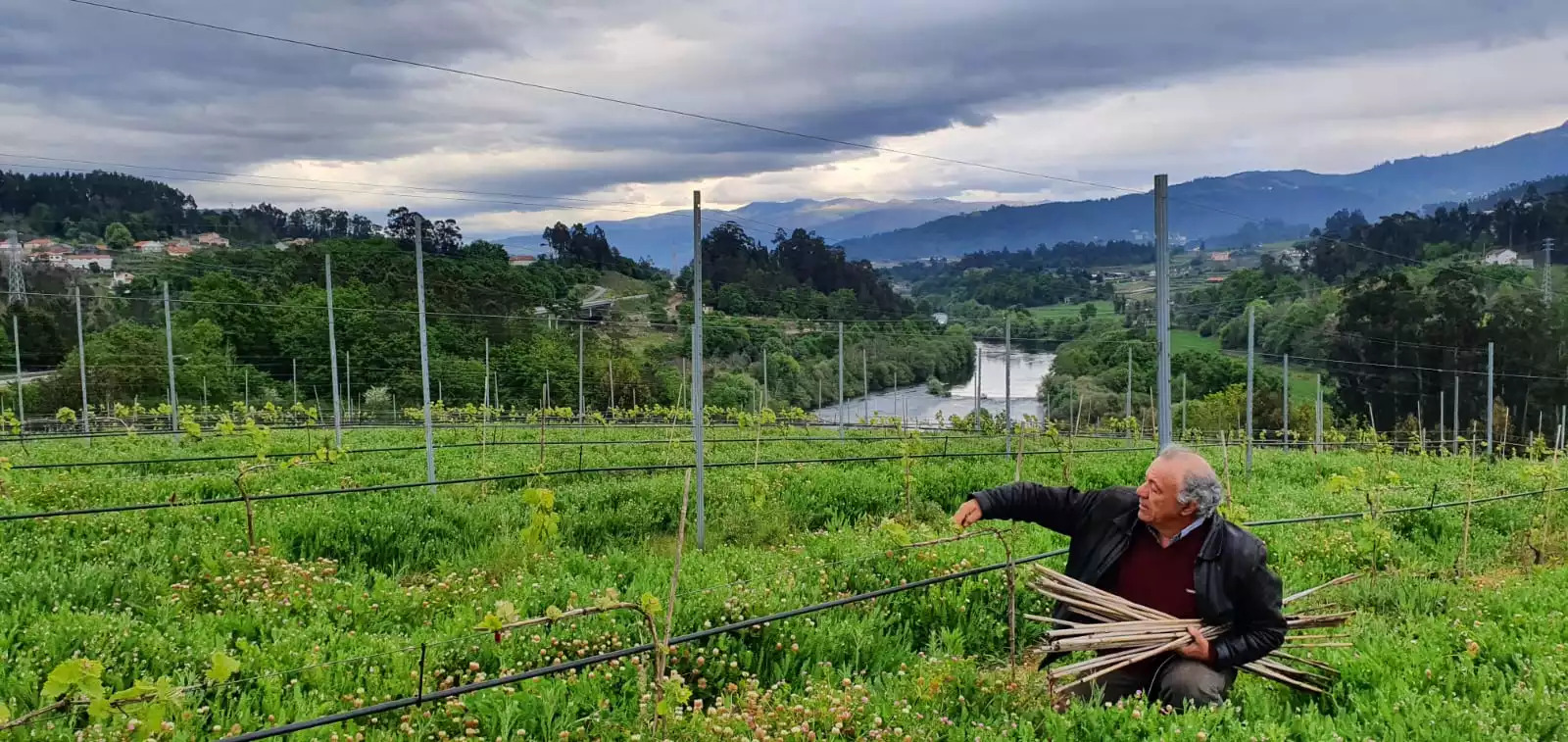 Caroça Family Vineyards